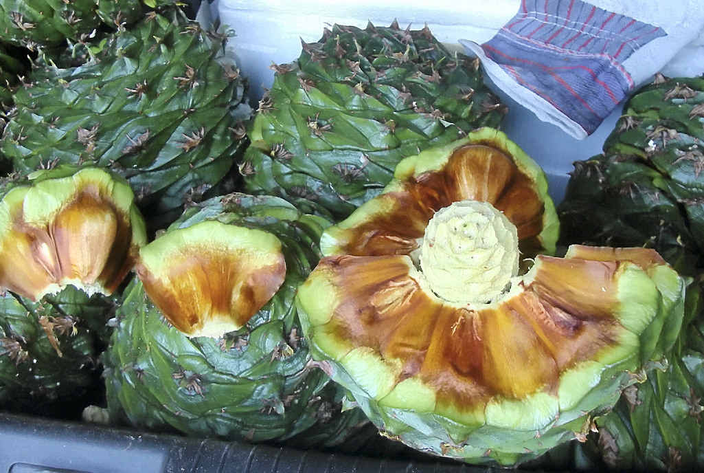 BUNYA NUTS: The delicious native nuts are enjoying favour with city foodies. BUNYA NUTS: The delicious native nuts are enjoying favour with city foodies.